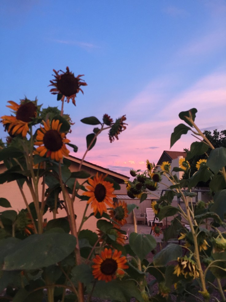 Sunflower Sunset