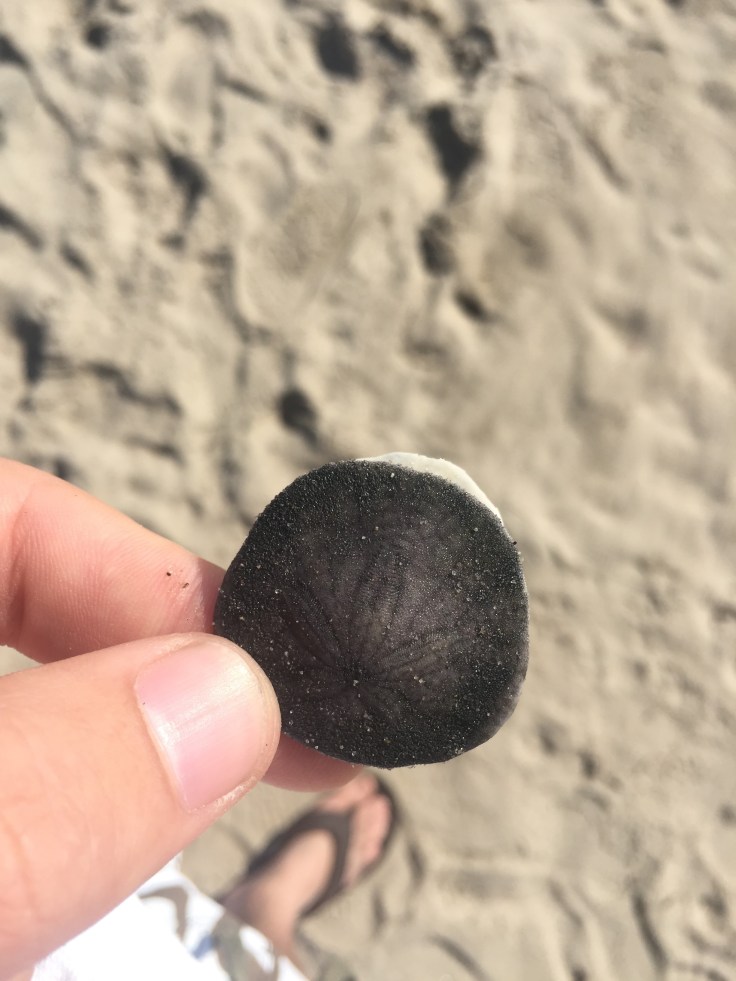 Value of a Sea Dollar